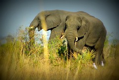 Two Elephants